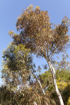 桉樹fasciculosa