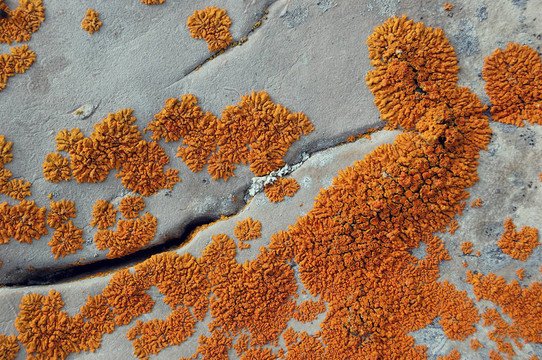 巖石上的Lichen