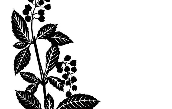 白色背景插圖植物