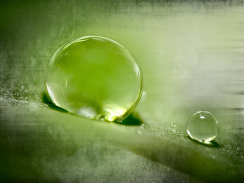 綠草上滴水珠