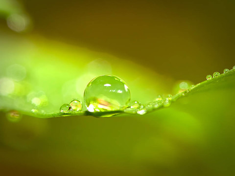 綠草上滴水珠