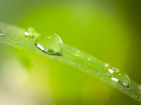 綠草上滴水珠