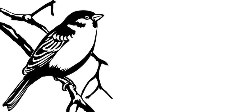 白底鳥插圖