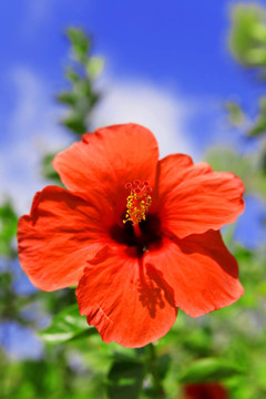 紅芙蓉在藍(lán)天