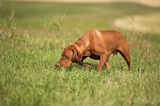 維茲拉犬狗場(chǎng)
