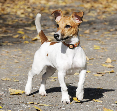 Jack Russell梗