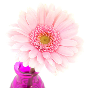 在玻璃花瓶Pink Gerber