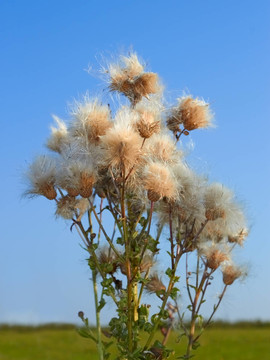 薊植物種子