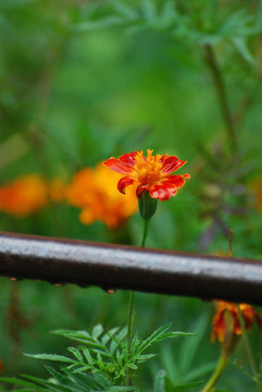 雨后花