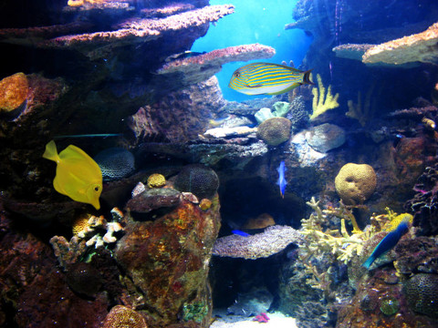多姿多彩的水族生活