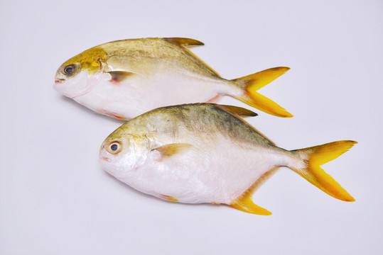 兩條鯧魚