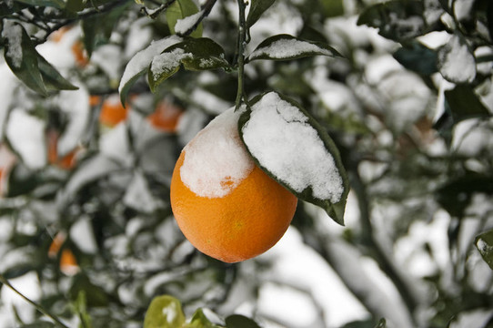 雪橙樹