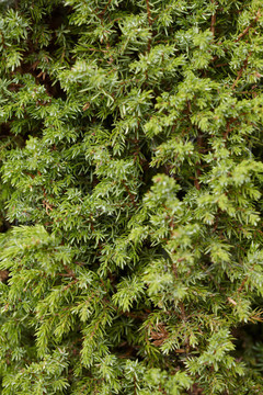 分支機構(gòu)Juniper -背景