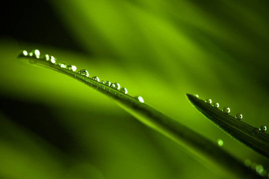 草