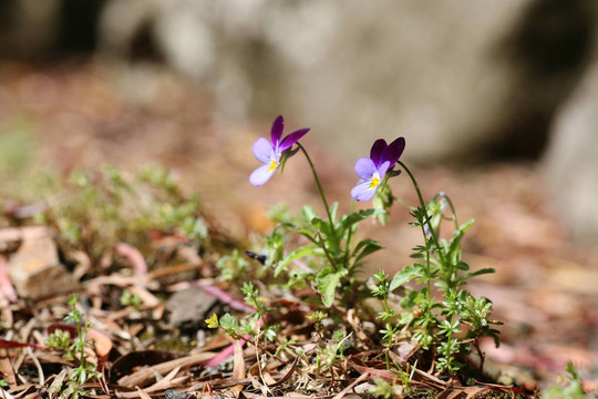 在錯(cuò)誤的地方生長Viola