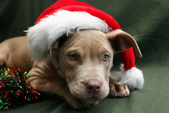 在Santa的一個帽子的斗牛犬幼犬