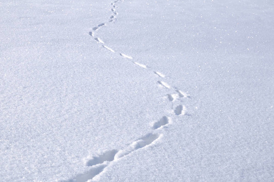 雪地里的動(dòng)物足跡