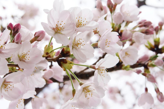 櫻花（特寫）。