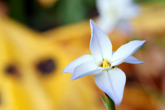 春天starflower（特寫）。