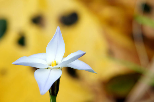 春天starflower（特寫）。