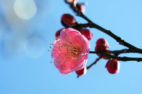 梅花。
