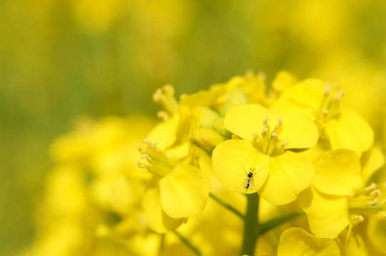 油菜花（特寫）。