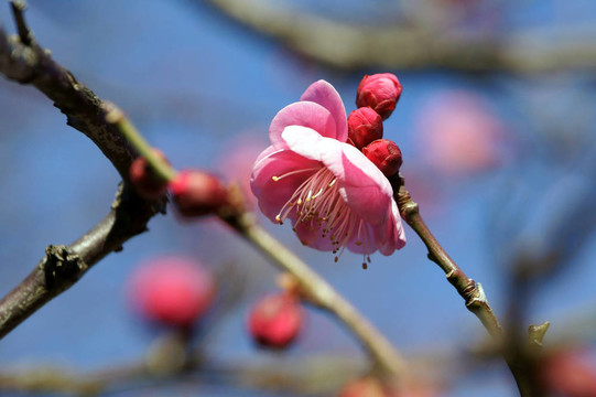 梅花。