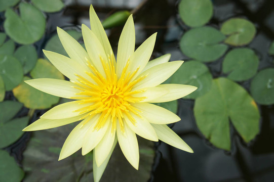 Nymphaea（特寫）。