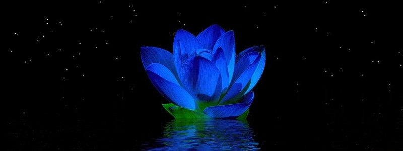 水百合
