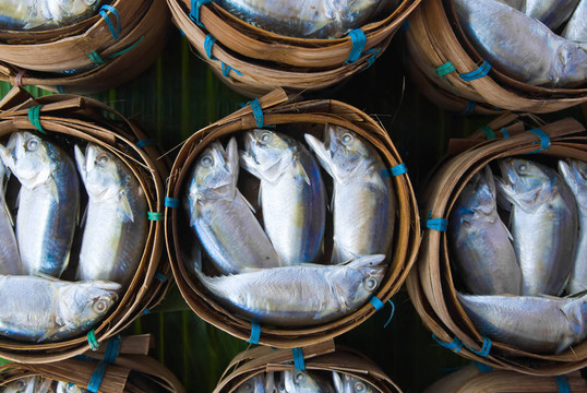 馬鮫魚