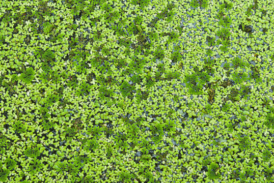 Lemna perpusilla Torrey；水種植物