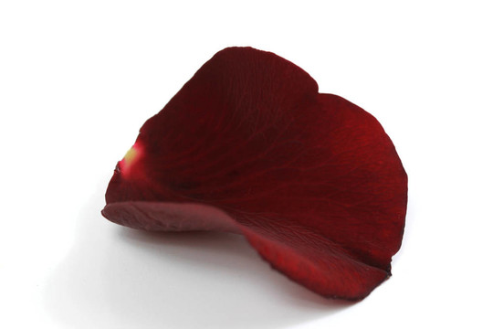 紅玫瑰的花瓣