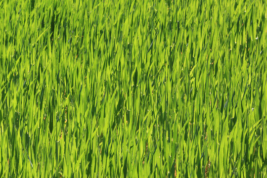 麥田