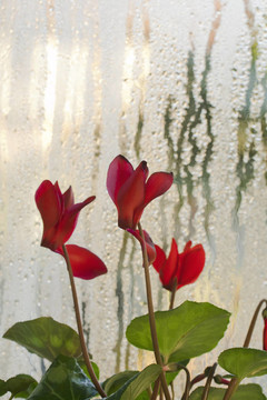 仙客來(lái)的花