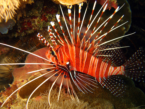 spotfin獅子魚