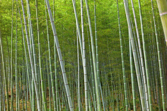 竹林