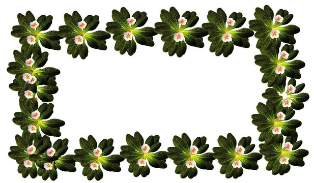 櫻草花框