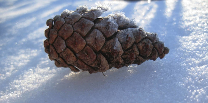 白雪上的松果