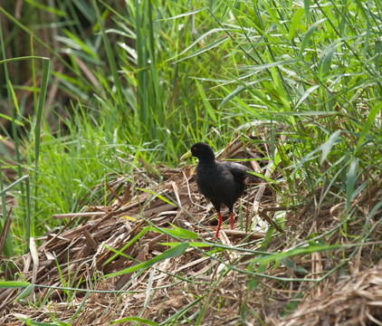 稻田Black Crake
