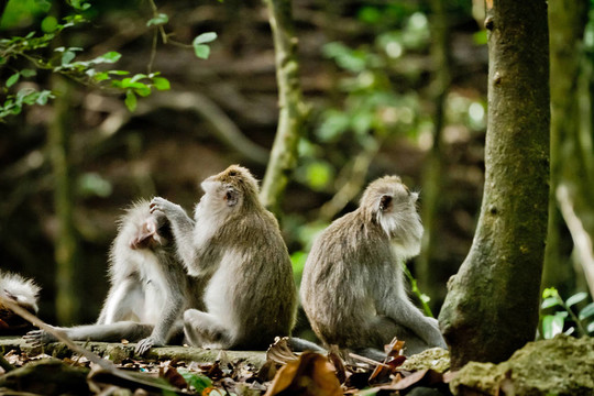 猴（Macaca fascicularis）