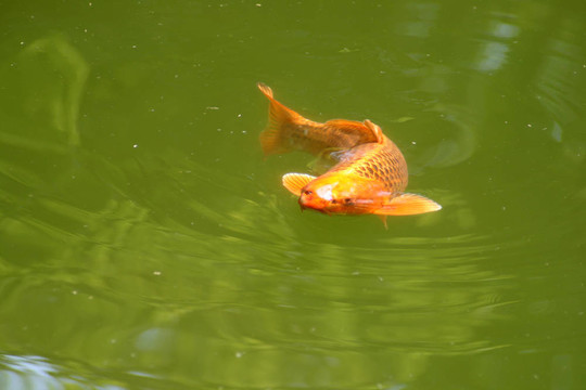 池塘里的鯉魚和錦鯉裝飾