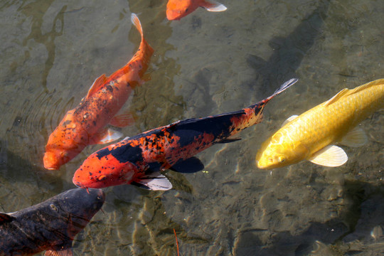 池塘里的鯉魚和錦鯉裝飾