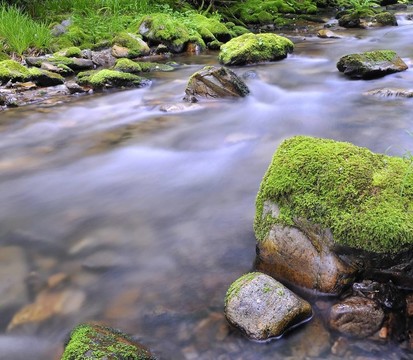 Moss。