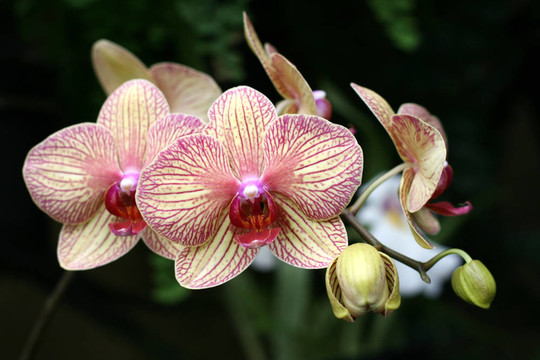 花園里的蘭花