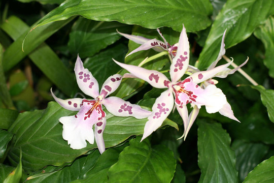 花園里的蘭花