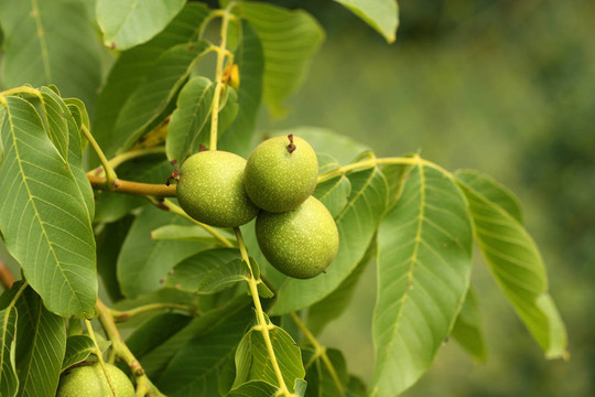 核桃樹