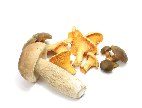 森林蘑菇