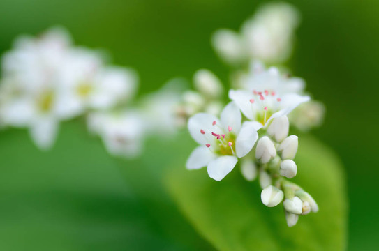 蕎麥花