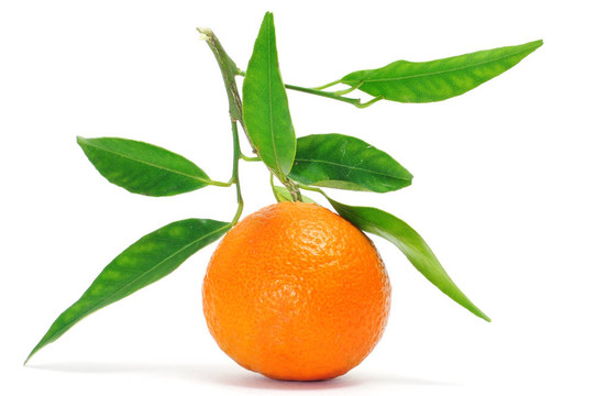 Tangerine夜店