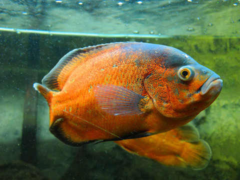 水族館里的魚
